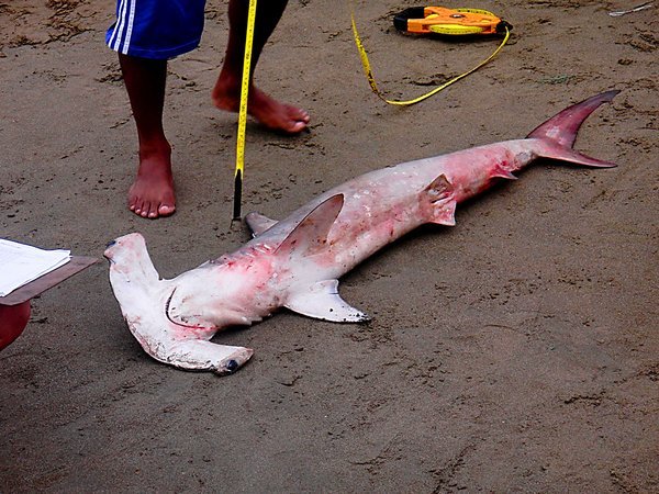 This hammerhead shark wasn´t so lucky