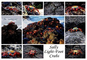 Sally Light Foot Crabs
