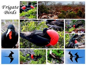 Frigate Birds