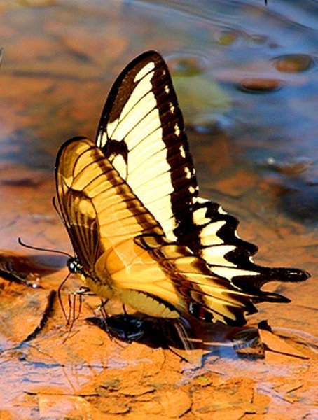 Butterfly having a drink
