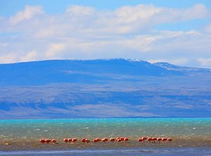 Flamingoes on Lake Argentina in El Calafate