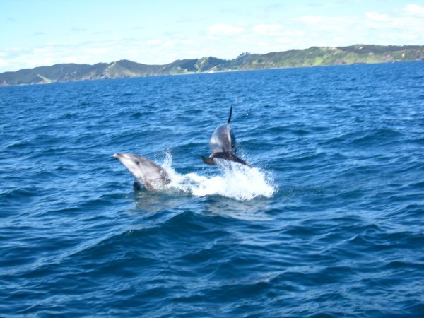 Dolphins - Paihia