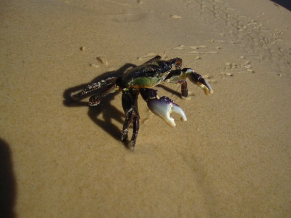 Ninja Crab