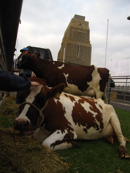 Cow on the Harbour Bridge