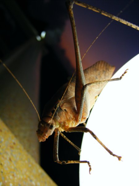 Grasshopper at Ji Gong Temple