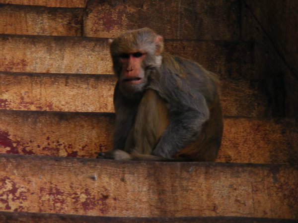 Mount Popa monkey