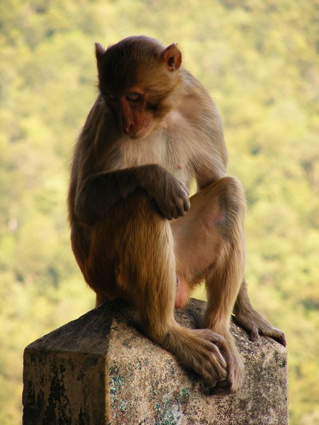 Mount Popa monkey