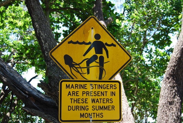 Marine Stingers