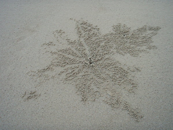 The Work of the Sand Crabs