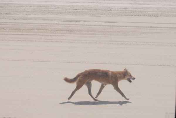 Our first dingo sighting