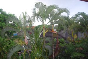 Rain in Bali