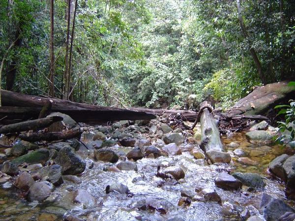 A small stream in the jungle