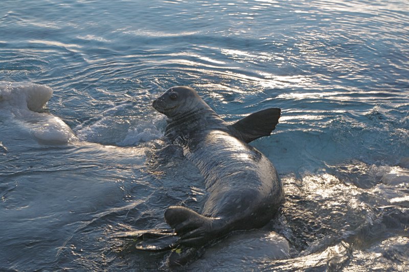 weddell seal