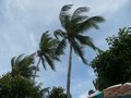Palm trees on Pattaya Beach