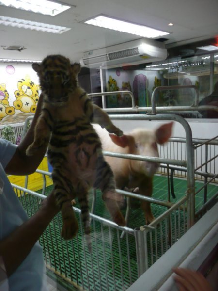 baby tiger with sow