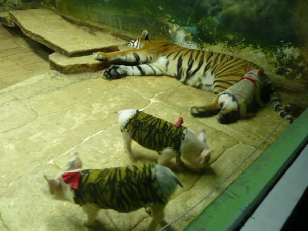 Pigs in tiger suits