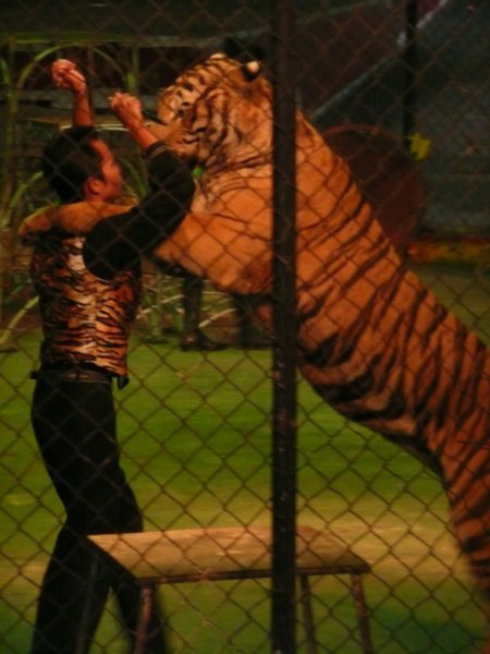 Tiger dance