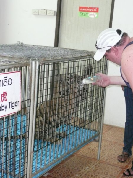 Feeding baby tiger