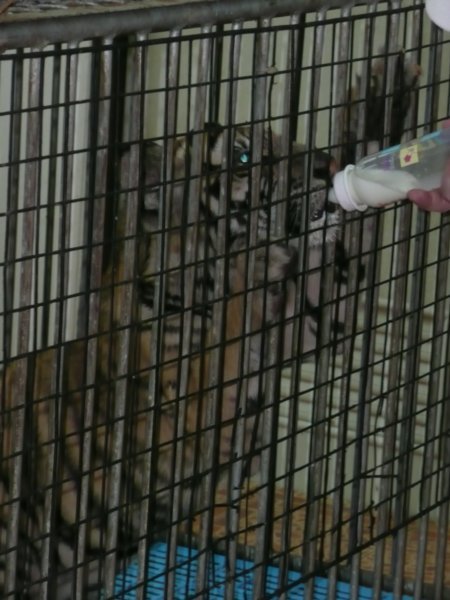 Close-up of feeding baby tiger