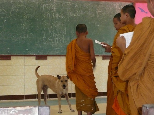 Dog loose in the classroom