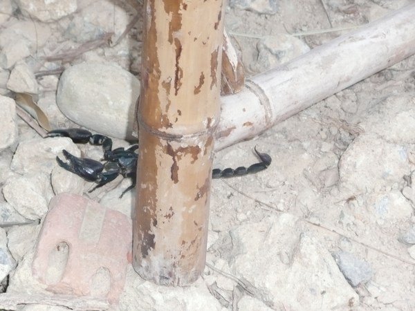 Huge scorpion, close-up