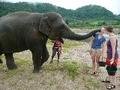 Elephant kiss