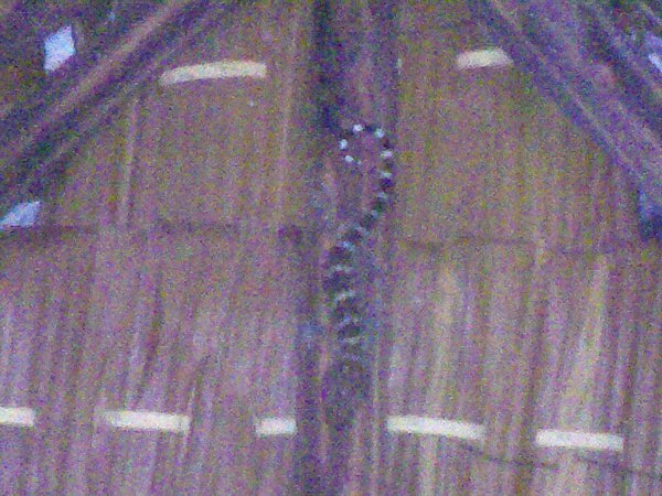 Gecko in Bedroom 10 inchs long