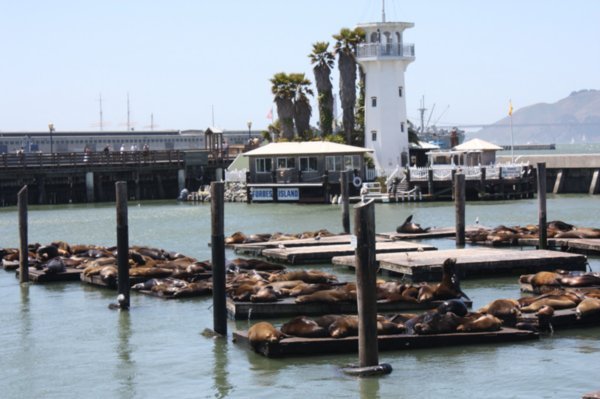 Pier 39 - note all the lion seals