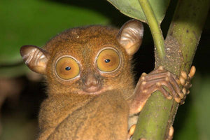 Western Tarsier | Photo