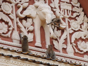 Monkeys at Wat Phnom
