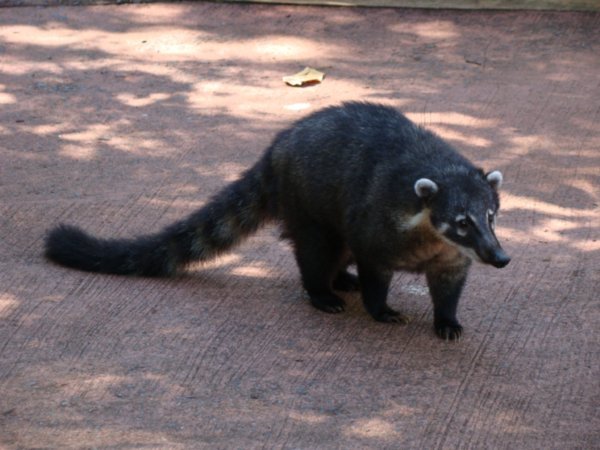 Coati (racoon-like thing)