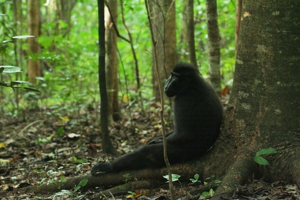Zwarte makaak in Tangkoko NP