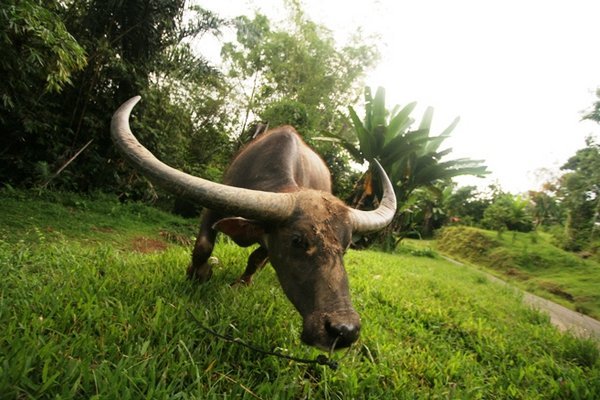 Reuzebuffel: alleen voor de rijksten