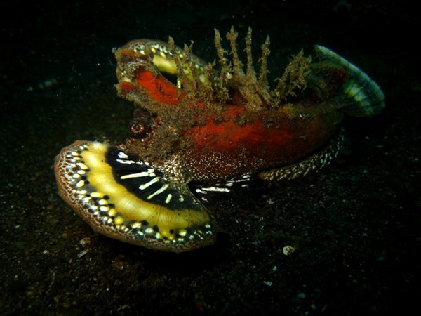Scorpionfish, Lembeh