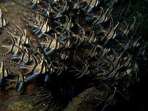 Cardinalfish, Lembeh