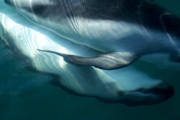'Dusky' dolfijn naast de boot