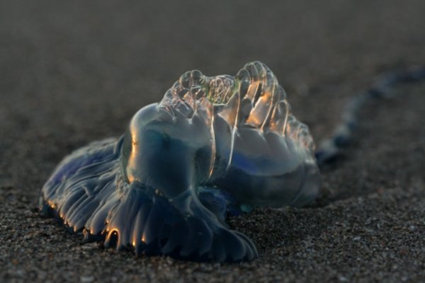 Blue bottle jellyfish
