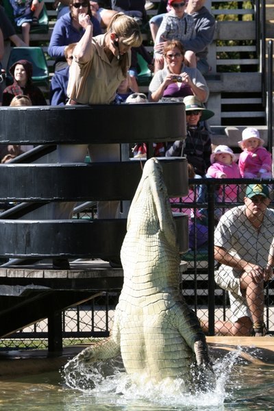 Terri Irwin voert krokodil