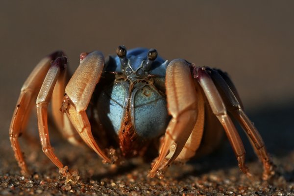 Blue Sioldier Crab