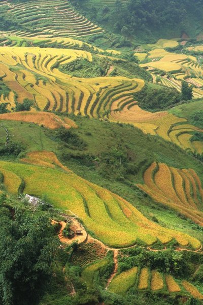 Rijst-terassen in de vallei bij Sapa
