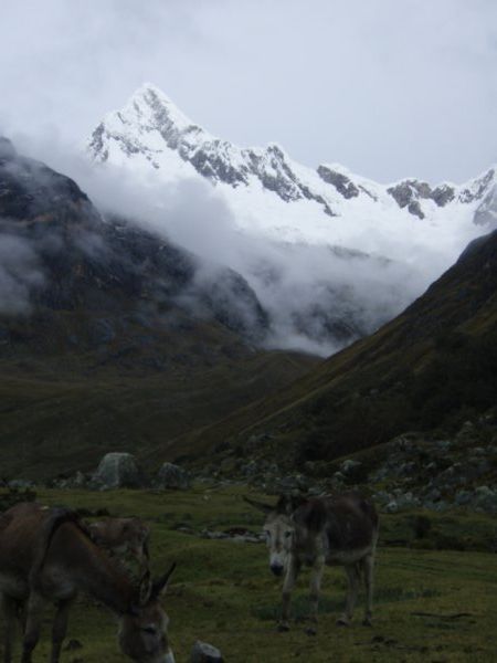 Our donkey´s have some dinner whilst Artesonraju (6025m) looms in the background