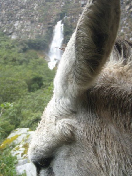 Donkey & waterfall