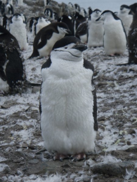 Chinstrap Penguin, Hannah Point, Livingston Island