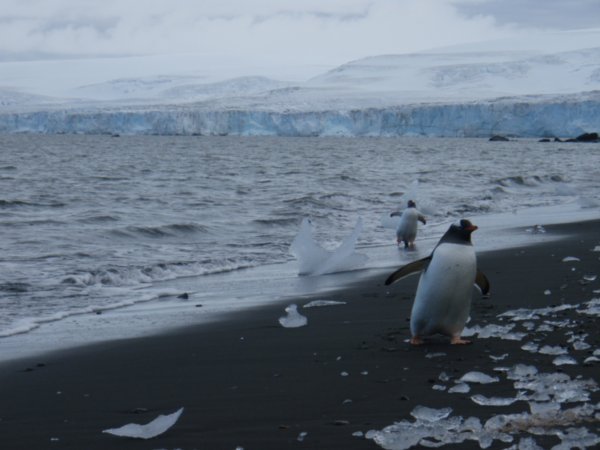 Icy conditions greet the gentoo penguins, Hannah Point, Livingston Island