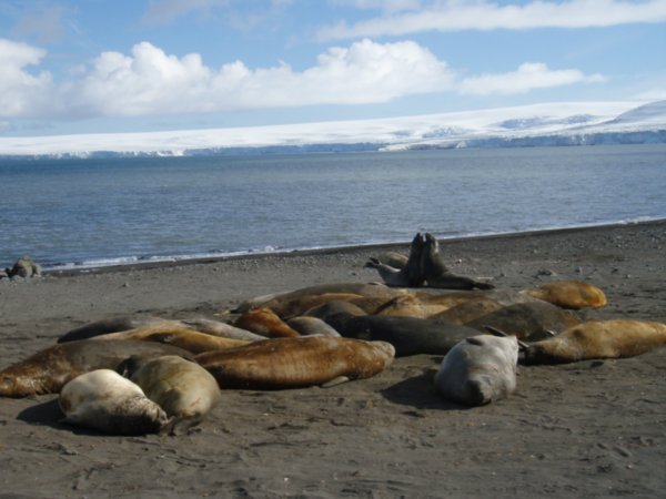 Elephant seals in hibernation whilst two show their masculinity, Hannah Point, Livingston Island