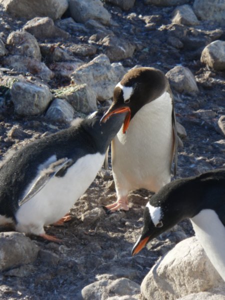 Gentoo penguin feeds her chick, Neko Harbour