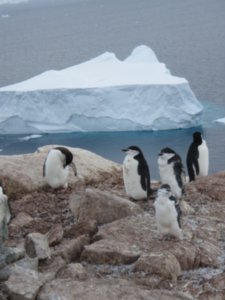 Penguins and Iceberg