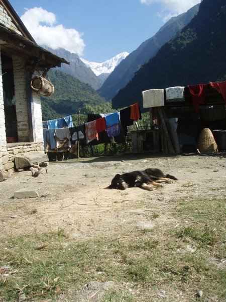 Himalayan Living, Taulung
