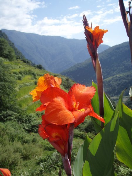Native Flower, Tadapani-Chhomrong