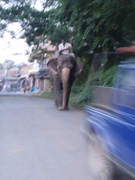 Elephant in traffic